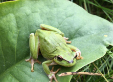 Дагестан, Дагестан глазами натуралиста
