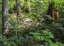 Кавказ, Южное цветочное путешествие: лесные рододендроны Сочи