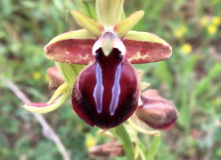 Дагестан, Дагестан глазами натуралиста