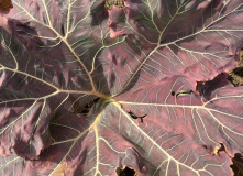 Узбекистан, Лето, весна, зима и снова лето: пеший поход по весенним горам Западного Тянь-Шаня