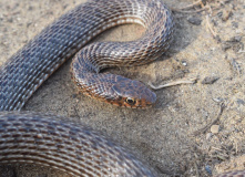 Дагестан, Дагестан глазами натуралиста