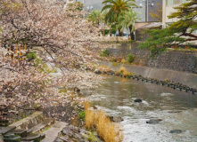 Япония, Япония в объятьях сливы и сакуры: ранее цветение