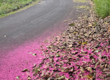 Центральная и Южная Америка, Экспедиция в мир дикой природы: Галапагосские острова