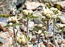 Киргизия, В стране эдельвейсов: пеший поход по Центральному Тянь-Шаню (Терскей-Алатау)