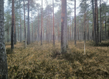 Подмосковье, Пеший поход "В глубь веков"