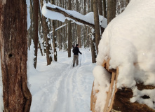 Подмосковье, Снежный лес: однодневный лыжный поход