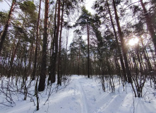 Подмосковье, Лыжный поход «Лесная зимняя сказка» (Подмосковье)