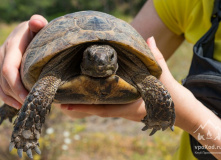 Турция, FAMILY CAMP "Семейный лагерь в Чиральской бухте"