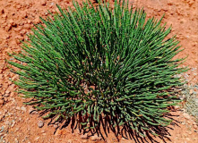 Киргизия, В стране эдельвейсов: пеший поход по Центральному Тянь-Шаню (Терскей-Алатау)