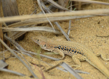 Дагестан, Дагестан глазами натуралиста