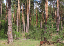 Подмосковье, Однодневный поход-трекинг с хаски
