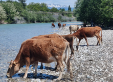 Сплав по Техури и Риони в 2025 году