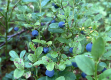 Карелия, У самого Полярного Круга: в нацпарк Паанаярви с детьми