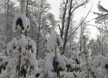 Подмосковье, Однодневный лыжный поход «Прогулка в Дубровицких лесах»