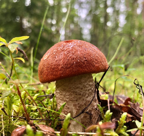 Карелия, Ладога на каяках длинный поход (4-9 дней)