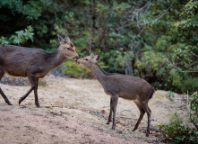 Япония, К пальмам и горячим пескам (разведка)