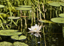 Северо-Запад, Вуокса на байдарках: маршрут №2 от Вещёво до Лосево