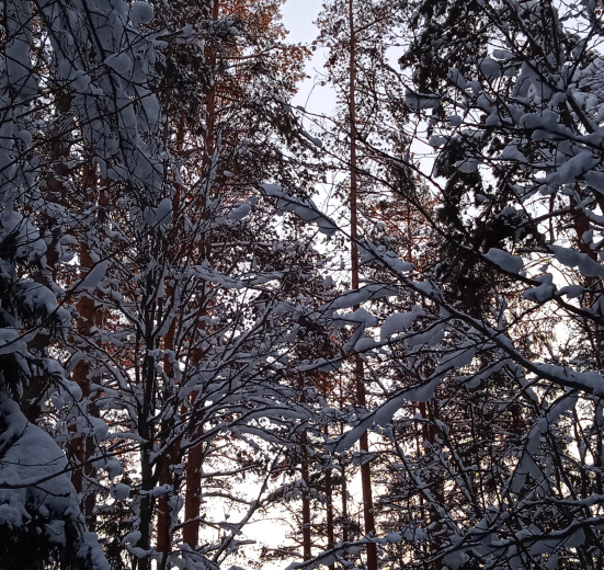 Северо-Запад, Лыжная прогулка в Ленобласти