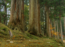 Япония, Каникулы в Японии для детей и взрослых