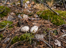 Подмосковье, Шёпот мещёрских лесов да гладь озёр