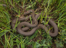 Дагестан, Дагестан глазами натуралиста