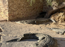 Тунис, Тунис: сквозь пески времени (разведка)