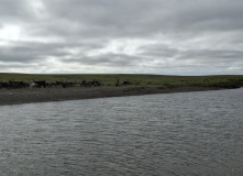 Урал, Полярный Урал. Сплав по рекам Нияю, Большая Уса и Уса