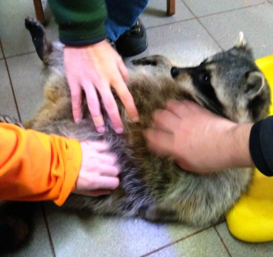 Приключенческий квест-поход «По следам енота» (Подмосковье)