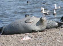 Дальний Восток, Шантарские острова: в поисках мечты (разведка)