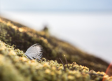 Национальный парк «Ладожские шхеры»