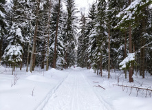 Подмосковье, Лыжный поход «Лесная зимняя сказка» (Подмосковье)