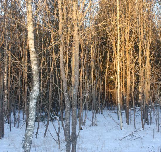 Подмосковье, Лыжный однодневный поход «Тайны урочища Тёплое»