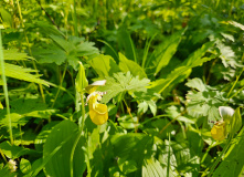 Камчатка, Камчатский вояж Лайт: шум океана и шёпот вулканов (комфорт-тур)