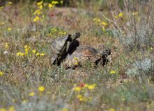 Дагестан, Дагестан глазами натуралиста