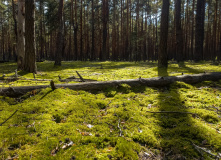Подмосковье, Шёпот мещёрских лесов да гладь озёр