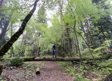 Грузия, Поход по нацпарку Боржоми с проживанием в отелях