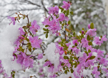 Алтай, Сибирское цветочное путешествие: цветущий маральник и красоты Алтая