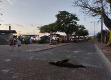 Центральная и Южная Америка, Экспедиция в мир дикой природы: Галапагосские острова