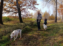 Подмосковье, Однодневный поход-трекинг с хаски