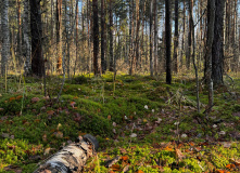 Подмосковье, English club в Мещере с ночевкой в приюте