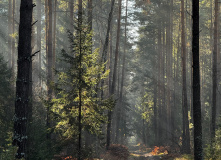 Подмосковье, English club в Мещере с ночевкой в приюте