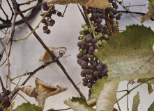 Кавказ, Пятигорский перевал (программа с размещением в старинном купеческом особняке XIX в.)