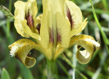 Дагестан, Дагестан глазами натуралиста