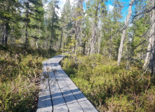 Кольский, Русская Лапландия: Тропа викинга и Лапландский заповедник (разведка)