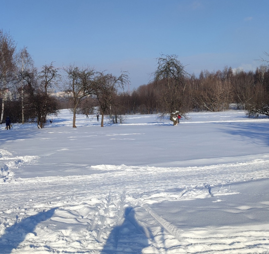 Подмосковье, Снежный лес: однодневный лыжный поход