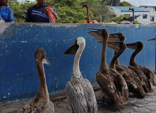 Центральная и Южная Америка, От вулканов до океана. Большой тур по Эквадору и Галапагосам