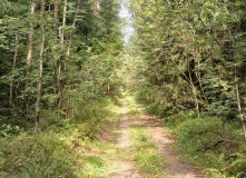 Подмосковье, В лес за клюквой