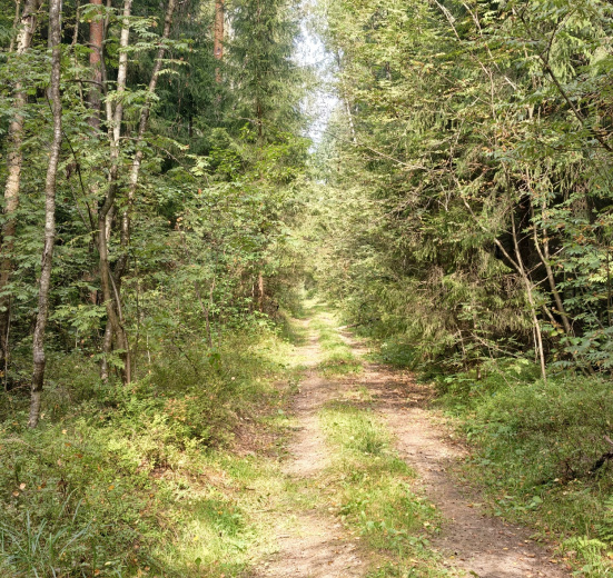 В лес за клюквой