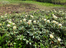 Камчатка, Камчатские каникулы: семейный поход в долину Налычево