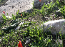 Узбекистан, Лето, весна, зима и снова лето: пеший поход по весенним горам Западного Тянь-Шаня